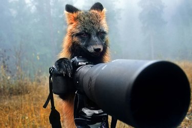 Gli animali che interrompono i fotografi di fauna selvatica è la nostra nuova cosa preferita [17 FOTO]
