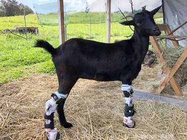 Les plastiques rendent les pattes accessibles :14 animaux vivant leur meilleure vie grâce aux prothèses