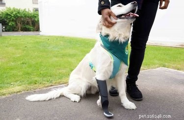 Plaster gör det möjligt:​​14 djur som lever sina bästa liv tack vare proteser