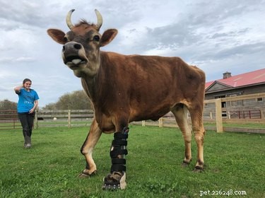 Plaster gör det möjligt:​​14 djur som lever sina bästa liv tack vare proteser