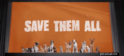 Hjälp bästa vänner att hitta hem för 10 000 husdjur senast den fjärde juli