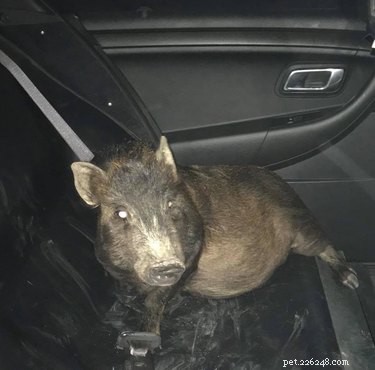 Свинья попала в полицейскую машину по самой смешной причине