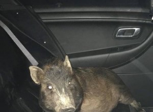 Un cochon s est disputé dans une voiture de police pour la raison la plus drôle 
