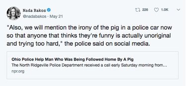Porco entra no carro da polícia pelo motivo mais engraçado