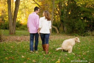 17 animali domestici che non dovresti invitare al tuo matrimonio