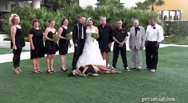 17 домашних животных, которых не следует приглашать на свадьбу