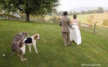 17 animais de estimação que você não deve convidar para seu casamento