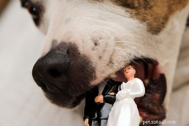 17 domácích mazlíčků, které byste neměli zvát na svou svatbu