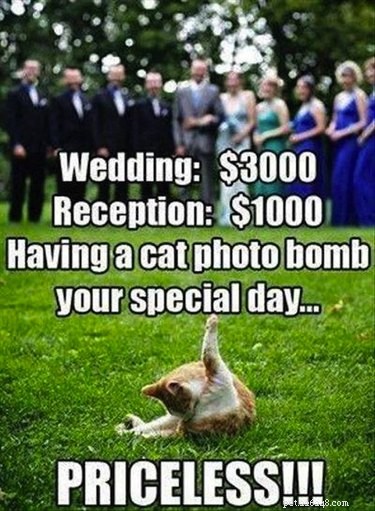あなたがあなたの結婚式に招待すべきではない17匹のペット 