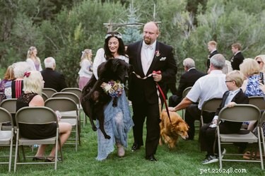17 домашних животных, которых не следует приглашать на свадьбу