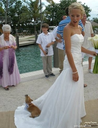 결혼식에 초대하면 안 되는 17가지 애완동물
