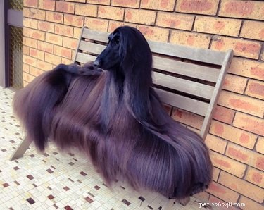 Dessa 15 husdjur med vackert hår får dig att fråga vad som är hennes hemlighet?