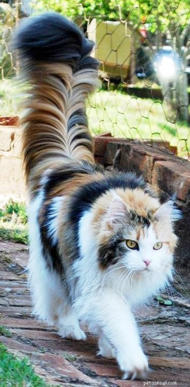 Esses 15 animais de estimação com cabelos lindos farão você perguntar qual é o segredo dela?