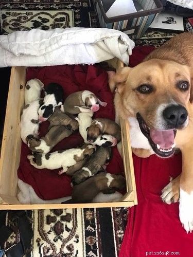 19 mães animais orgulhosas para compartilhar com sua mãe