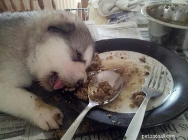 17 mollige babydieren die gewoon niet kunnen wachten op het avondeten