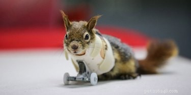 Écureuil sans bras équipé de roues prothétiques et OMG, la science est ~géniale~