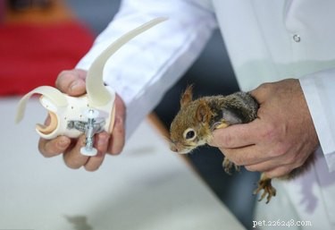 Bezruká veverka vybavená protetickými koly a OMG, věda je ~úžasná~