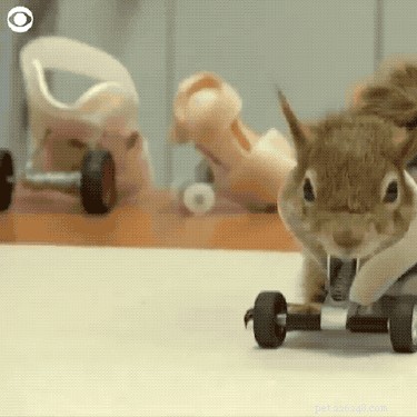 Écureuil sans bras équipé de roues prothétiques et OMG, la science est ~géniale~