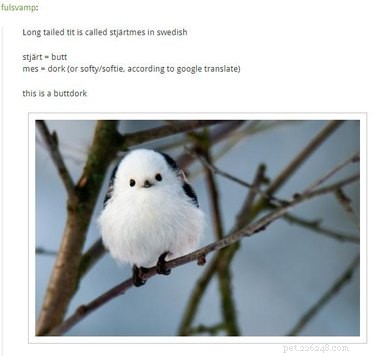 21 des amis oiseaux les plus adorables d Internet