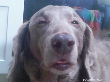 16 willekeurige hilarische foto s van huisdieren die je LOL zullen maken