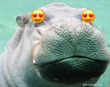 Single＆Ready To Mingle：Fiona the Hippo Is Courted by Texas Suitor