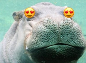 Célibataire et prêt à se mêler :Fiona l hippopotame est courtisée par un prétendant texan