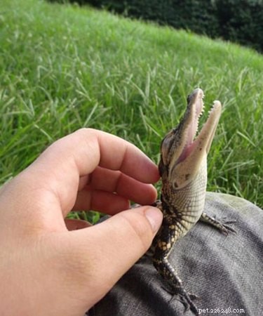 22 foton som visar att reptiler också kan vara bedårande