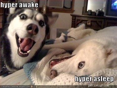 22 roliga memes för alla som älskar Huskies