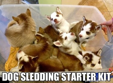22 mèmes hilarants pour tous ceux qui aiment les Huskies