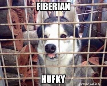 22 roliga memes för alla som älskar Huskies