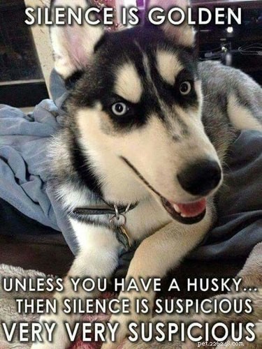 22 memes hilários para quem ama Huskies
