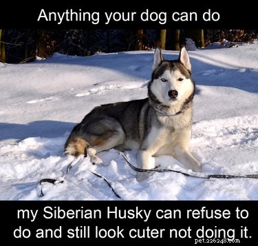 22 hilarische memes voor iedereen die van husky s houdt