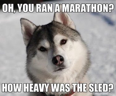 22 mèmes hilarants pour tous ceux qui aiment les Huskies