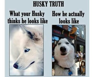 22 meme divertenti per chiunque ami gli husky
