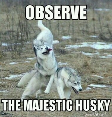 22 meme divertenti per chiunque ami gli husky