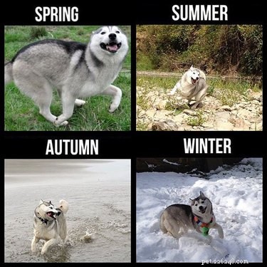 22 memes hilários para quem ama Huskies