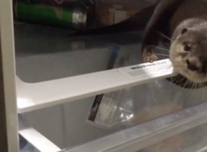 Lontra faminta fuçando na geladeira para o lanche noturno somos todos nós