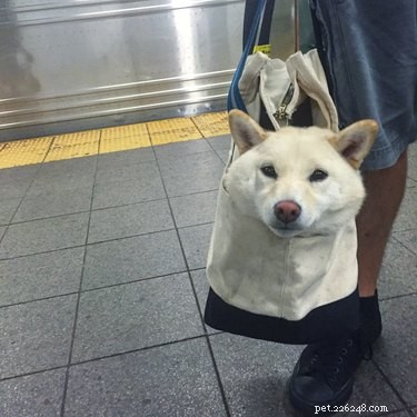 24 husdjur som är besatta av väskor