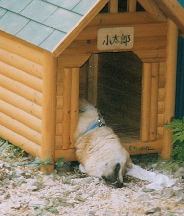19 fotos que provam que animais de estimação realmente podem dormir em qualquer lugar