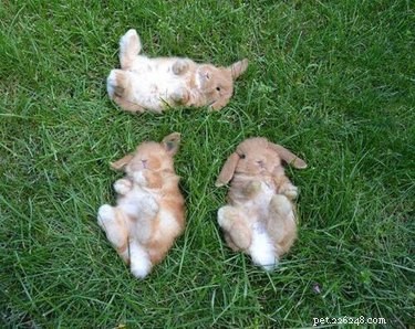 완전 괴짜처럼 자고 있는 아기 토끼 29마리