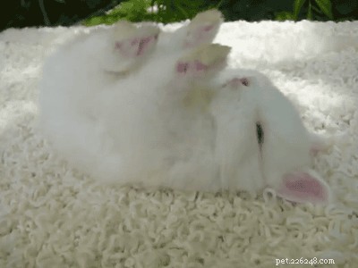 Seulement 29 bébés lapins dormant comme des cinglés absolus