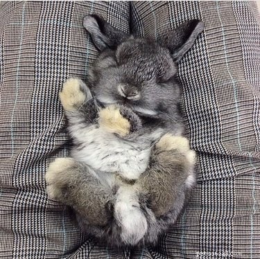 絶対的な奇妙な人のように眠っているちょうど29匹の赤ちゃんウサギ 