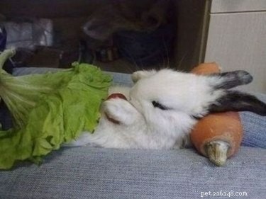완전 괴짜처럼 자고 있는 아기 토끼 29마리