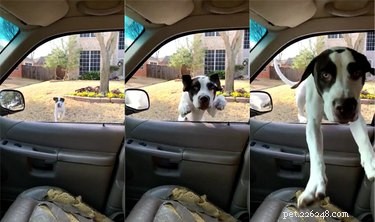 Good Boy quebra Internet (e assento de carro) com salto épico através de janela aberta 