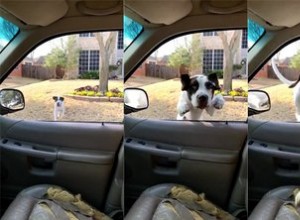 Good Boy quebra Internet (e assento de carro) com salto épico através de janela aberta 