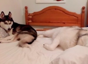 Žokej husky a malamut pro pozici na pohodlné straně postele