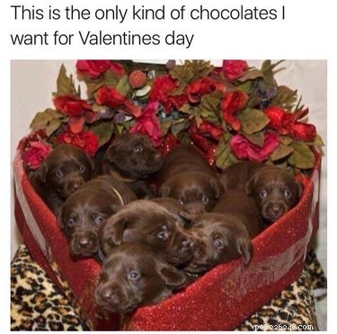 18 забавных мемов ко Дню святого Валентина, которыми можно поделиться со своей бу