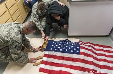 L armée de l air dit au revoir au héros K-9 mourant avec une touchante cérémonie du dernier appel