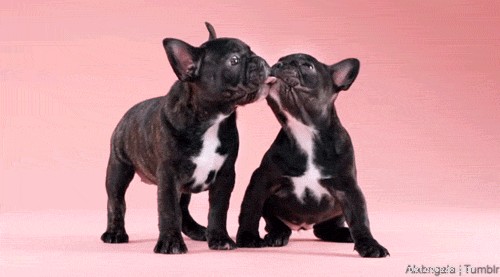 23 animais de estimação se beijando totalmente