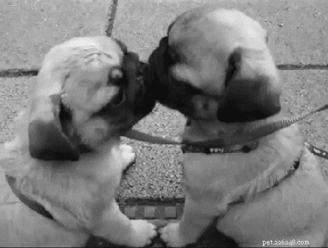 23 animais de estimação se beijando totalmente